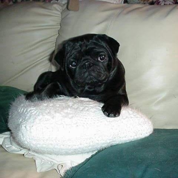 jubileepug